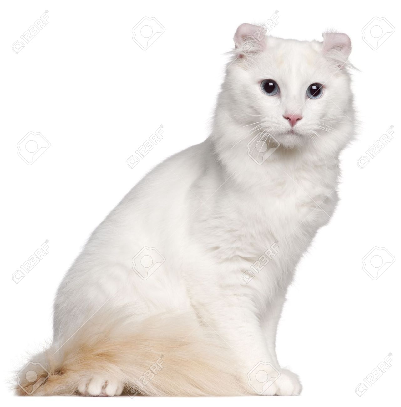 Awesome White American Curl Cat Sitting Picture