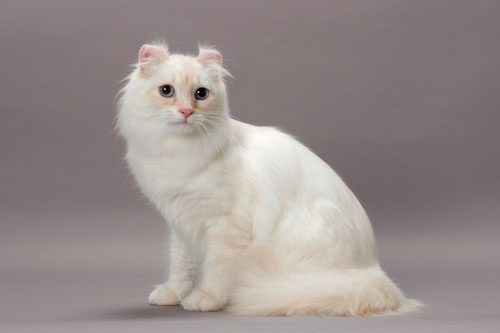 Awesome White American Curl Cat Sitting