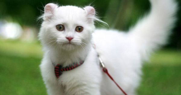 Awesome White American Curl Cat
