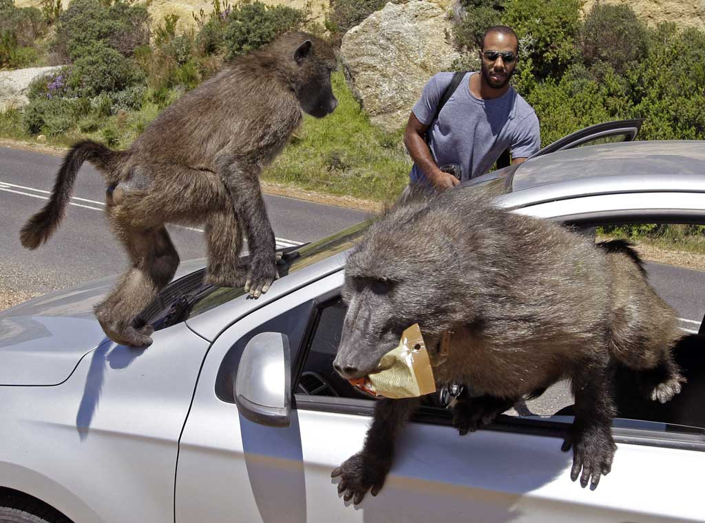 Baboons Funny Attack Situations Picture