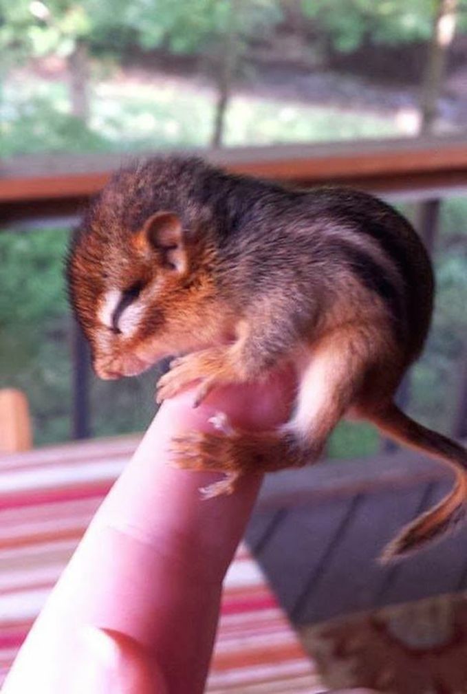 Baby Chipmunk On Finger Funny Picture