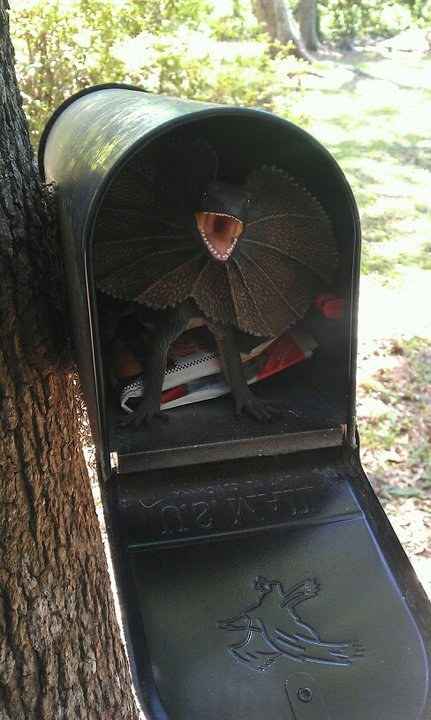 Bat In The Mail Box April Fools Day Prank
