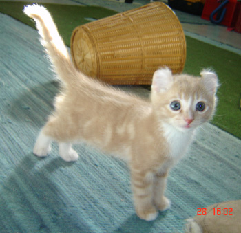 Beautiful American Curl Kitten
