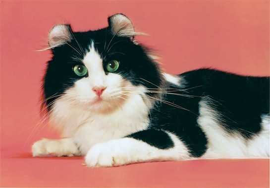 Beautiful Black And White American Curl Cat Sitting