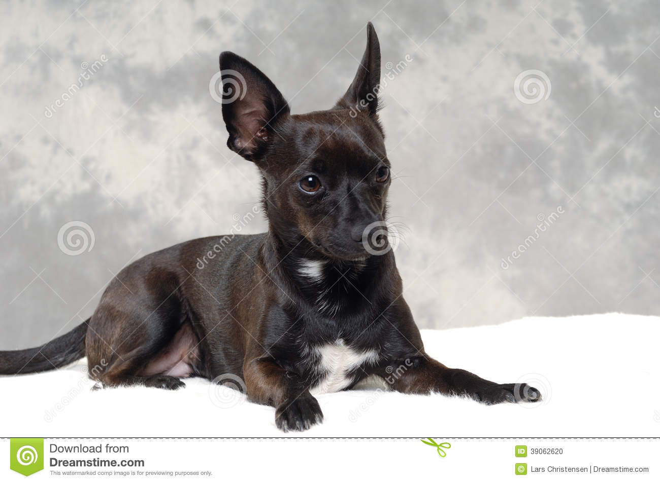 Beautiful Black Chihuahua Dog Sitting