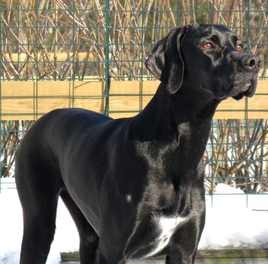 Beautiful Black Pointer Dog