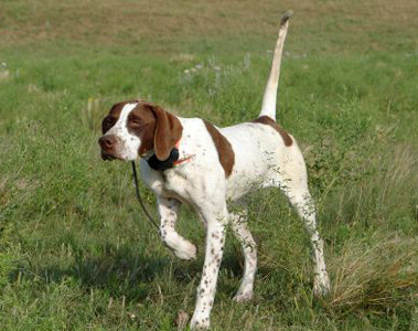 Beautiful Brown And White Pointer Dog