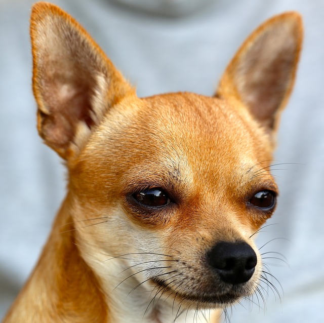 Beautiful Chihuahua Dog Face Photo