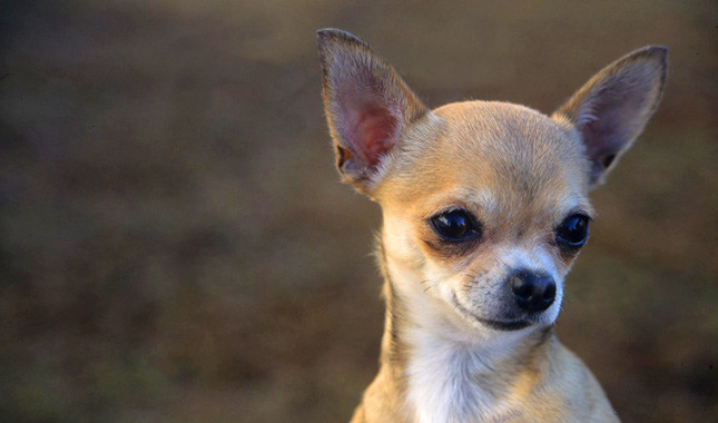 Beautiful Chihuahua Dog Face