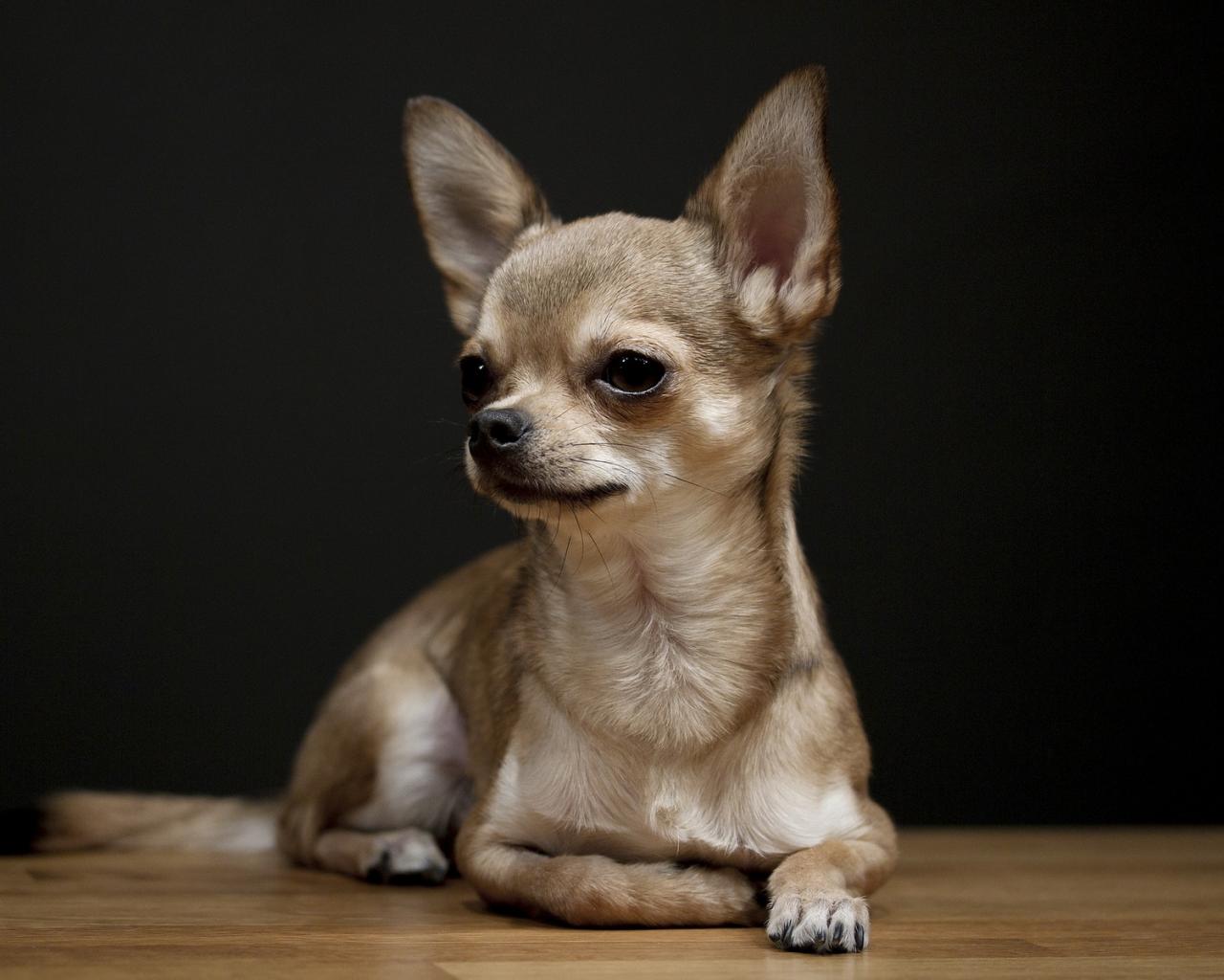 Beautiful Chihuahua Dog Sitting