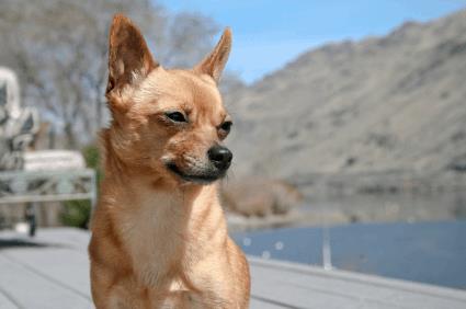 Beautiful Chihuahua Dog