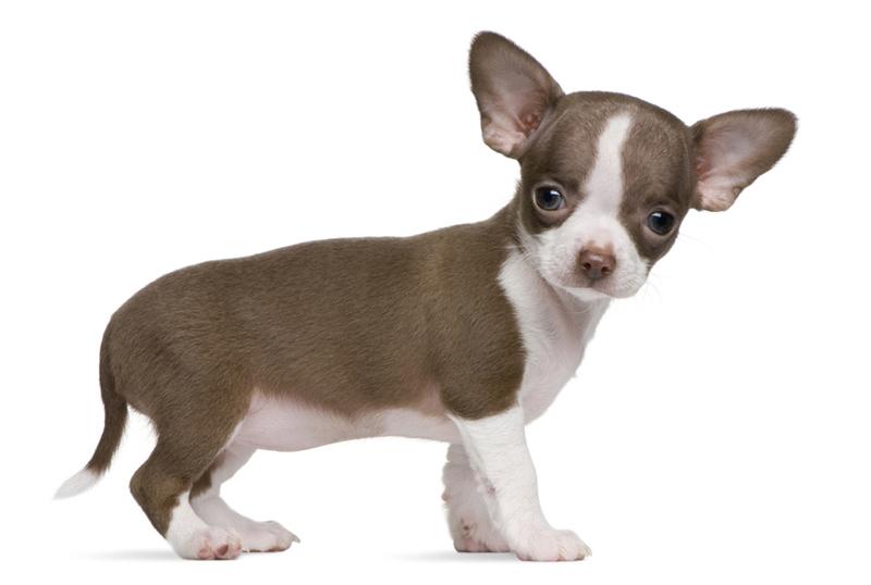 Beautiful Cute Chihuahua Puppy Photo