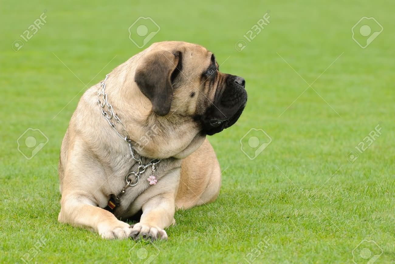 Beautiful English Mastiff Dog Sitting On Grass