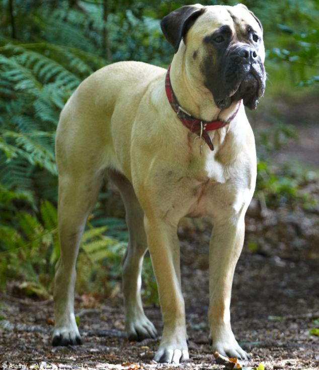 25 Most Adorable Full Grown English Mastiff Dog Pictures And Photo