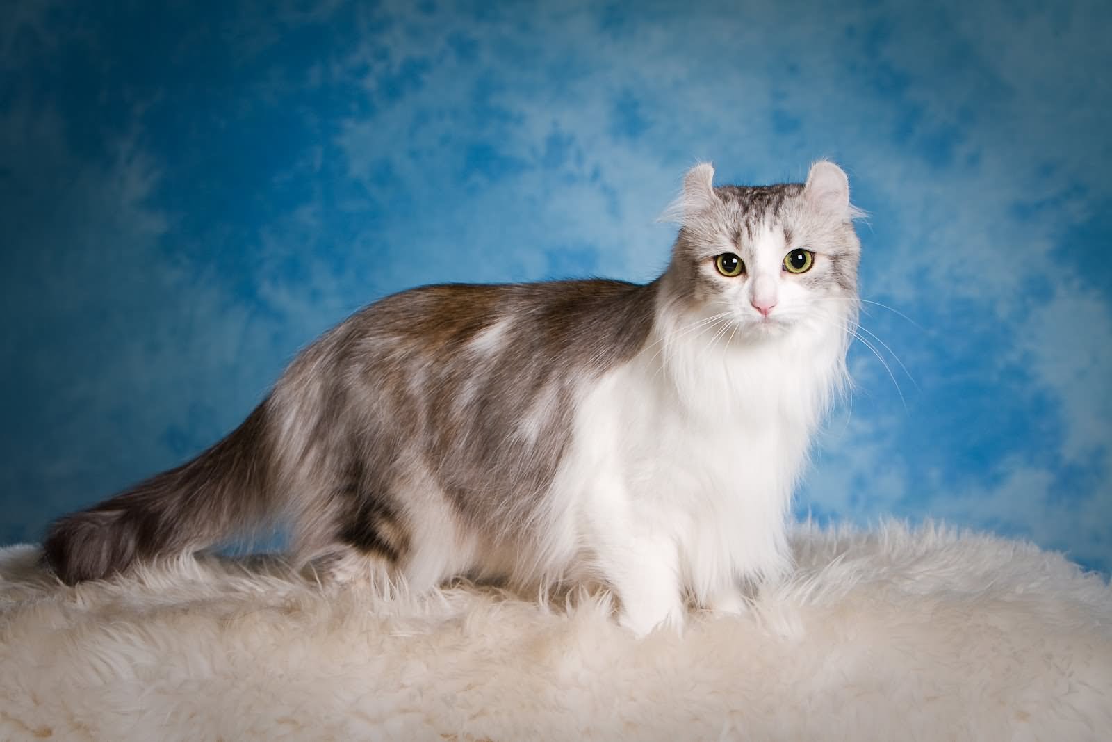 Beautiful Long Hair American Curl Cat Photo