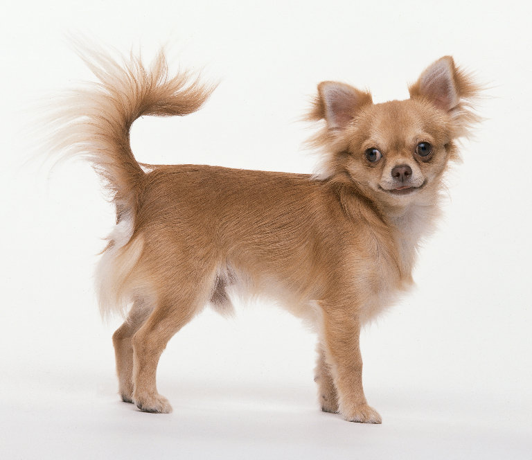 Beautiful Male Chihuahua Dog Standing