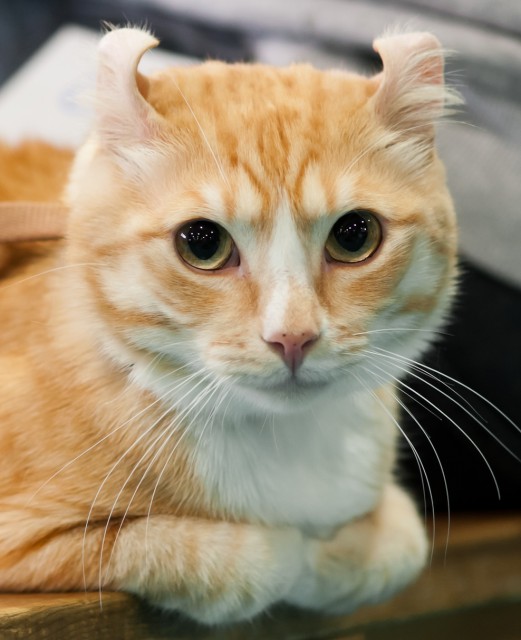 Beautiful Orange American Curl Cat Sitting