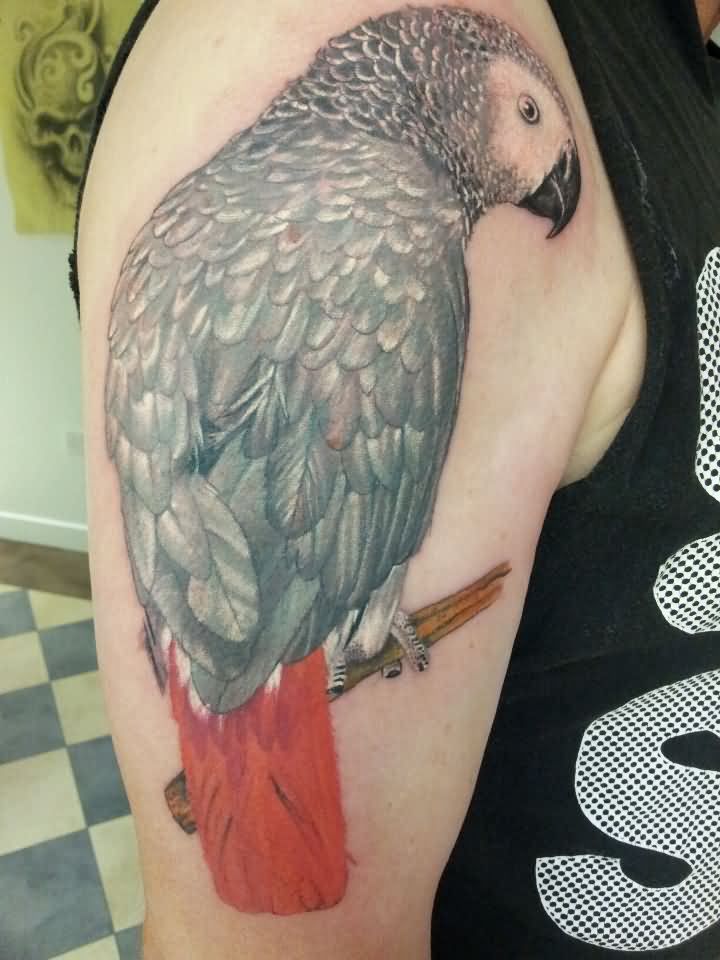 Beautiful Parrot Tattoo On Man Right Half Sleeve