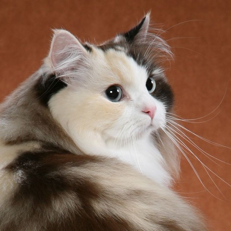 Beautiful Ragamuffin Cat Photo