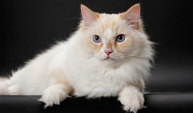 60+ Very Beautiful Ragamuffin Cat Pictures And Images