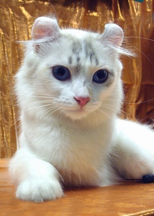 Beautiful White American Curl Cat Sitting