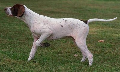 Beautiful White And Brown Pointer Dog