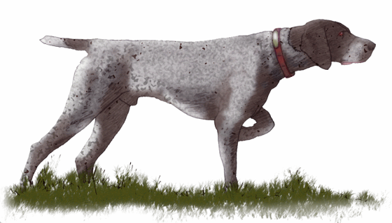 Beautiful White Male Pointer Dog Painting
