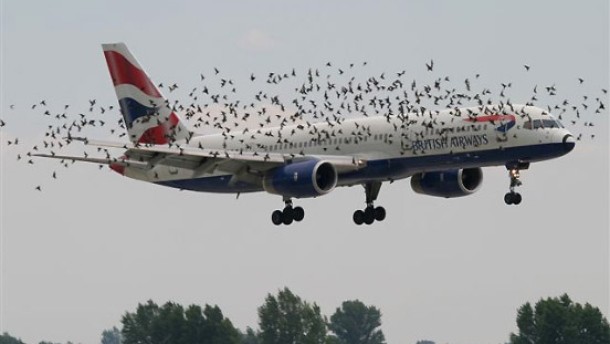 Birds Surrounding Flying Plane Funny Situations Picture