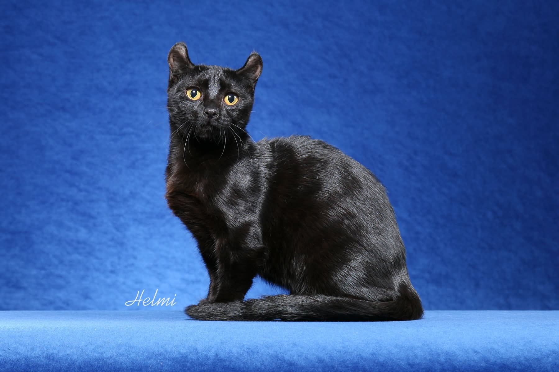 Black American Curl Cat Sitting Picture