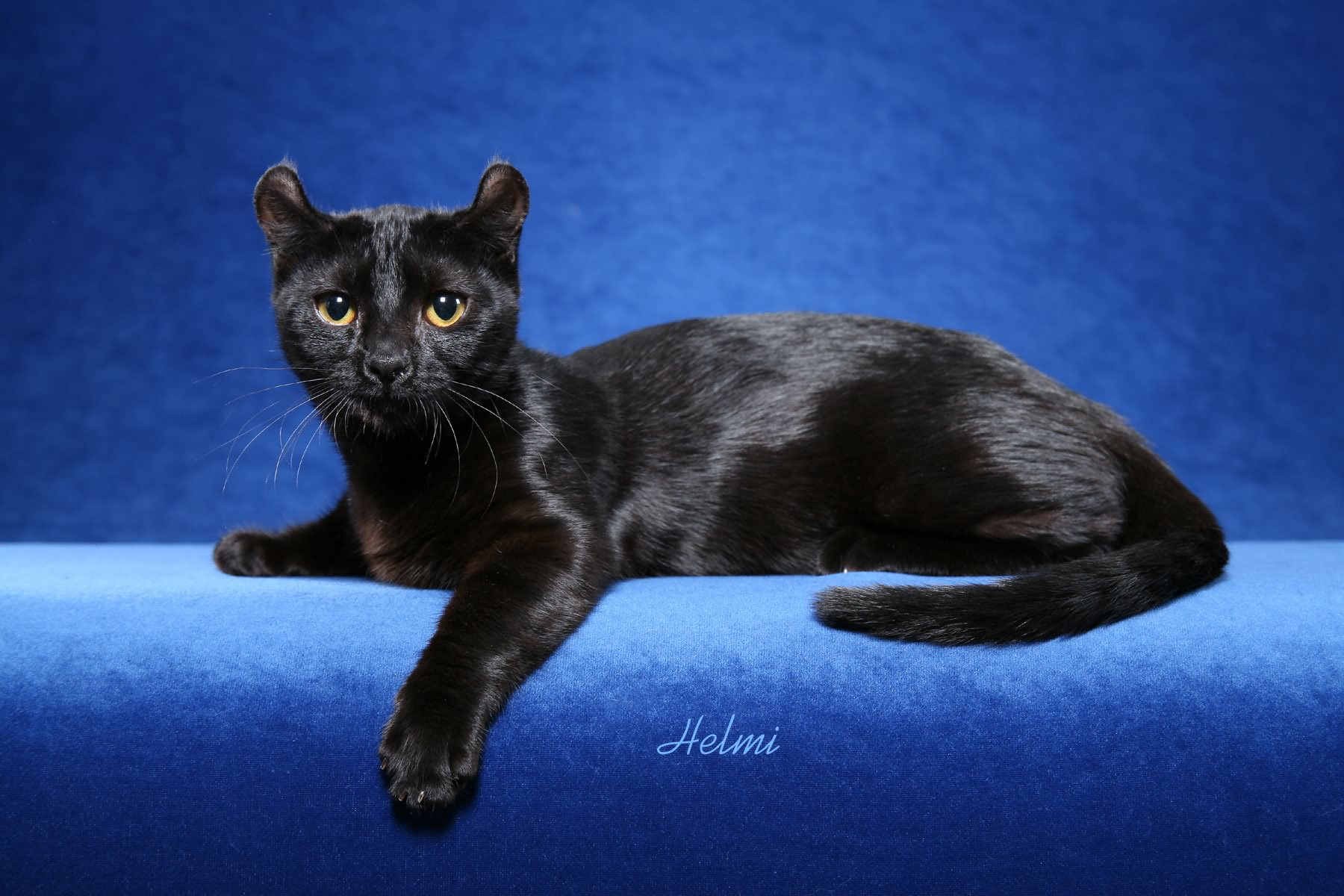 11 Most Adorable Black American Curl Pictures And Photos