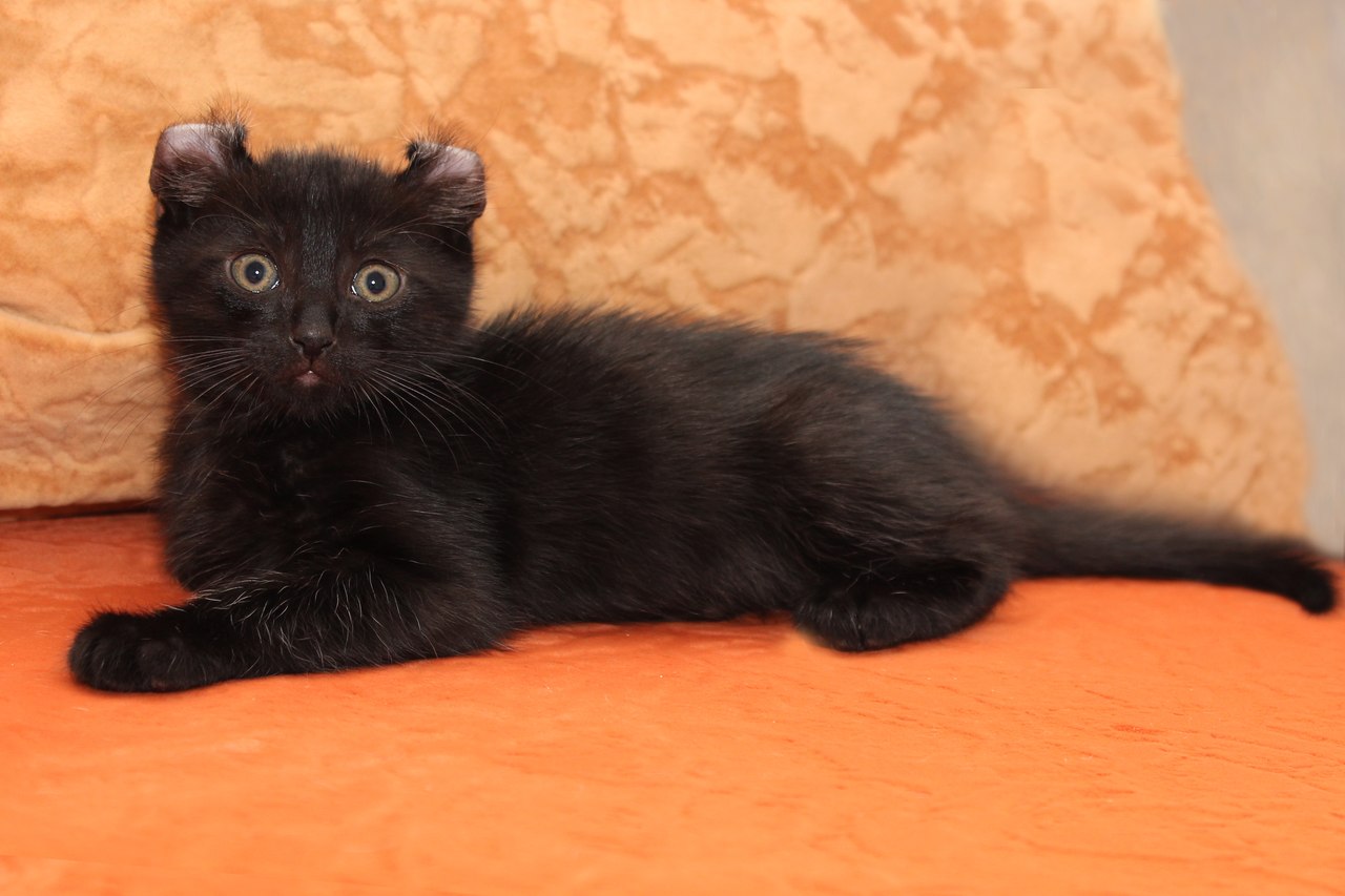 Black American Curl Kitten Sitting
