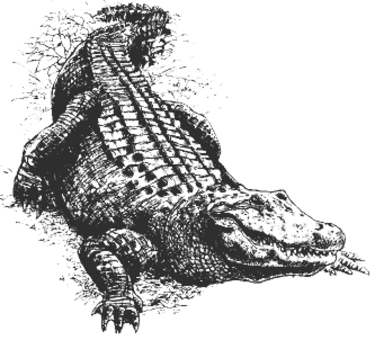 Black And Grey 3D Alligator Tattoo Design