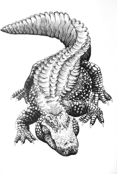 Black And Grey Alligator Tattoo  Design