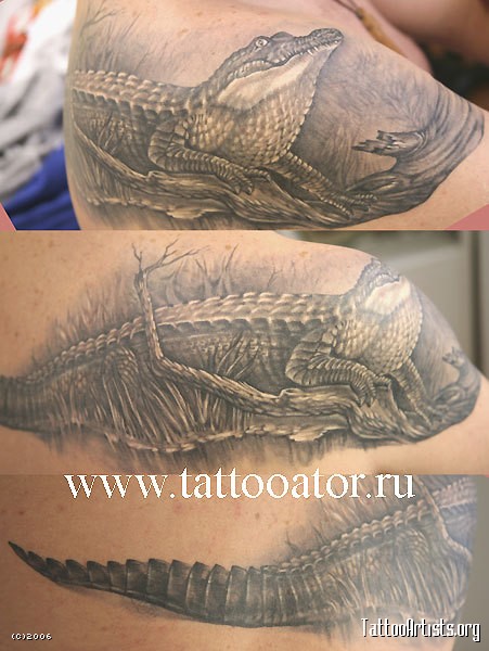 Black And Grey Alligator Tattoo On Right Back Shoulder