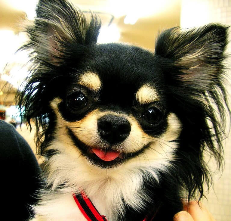 Black And Tan Chihuahua Dog Face