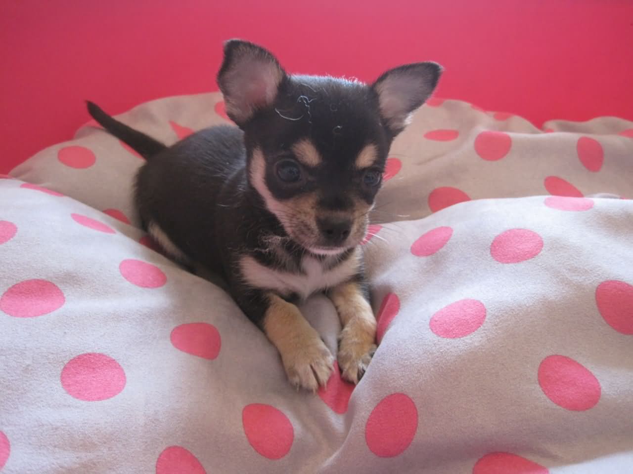Black And Tan Chihuahua Puppy Sitting On Bed