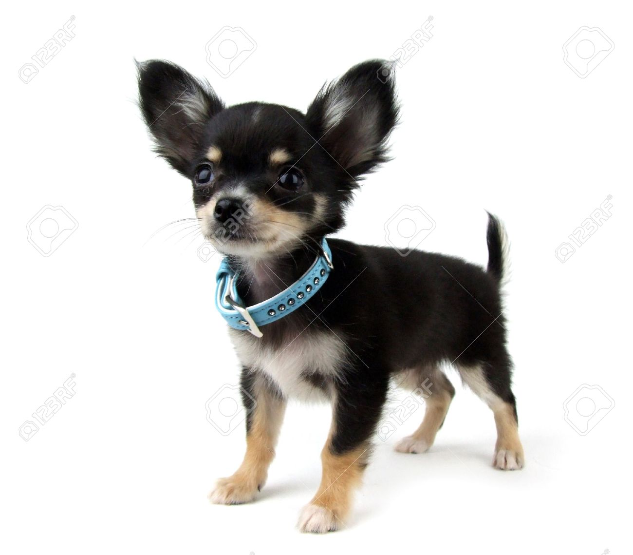 Black And Tan Chihuahua Puppy