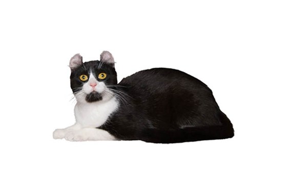 Black And White American Curl Cat Sitting