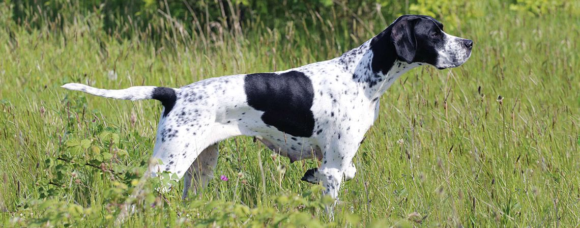 Black And White Brindle Pointer Dog In Fields