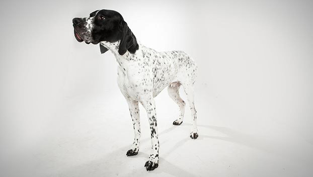 Black And White Brindle Pointer Dog