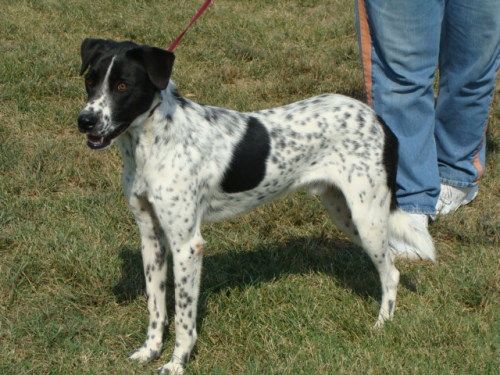 Black And White Brindle Pointer Dog