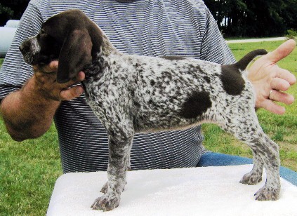 Black And White Brindle Pointer Puppy