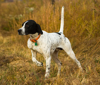 Black And White Brindle Pointer