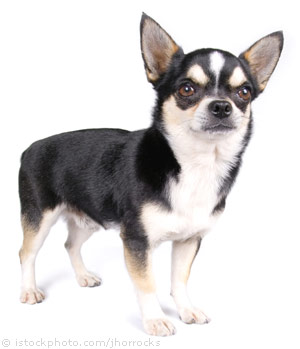 Black And White Chihuahua Dog Picture