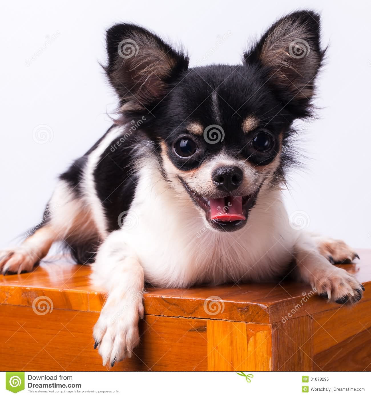 Black And White Chihuahua Puppy Sitting On Wooden Box
