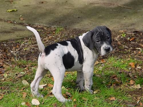 Black And White Cute Pointer Puppy