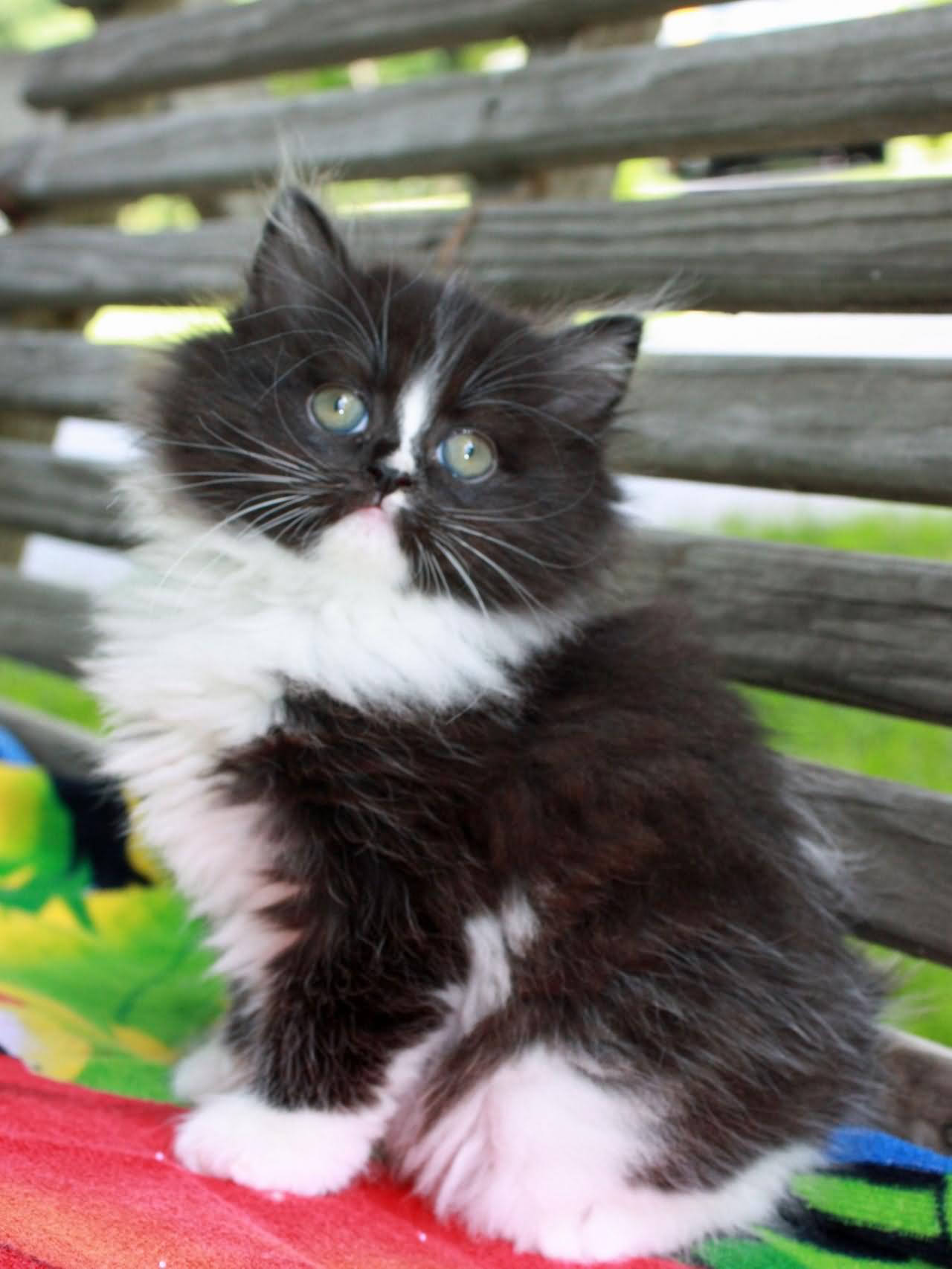 Black And White Fluffy Ragamuffin Kitten Sitting On Table