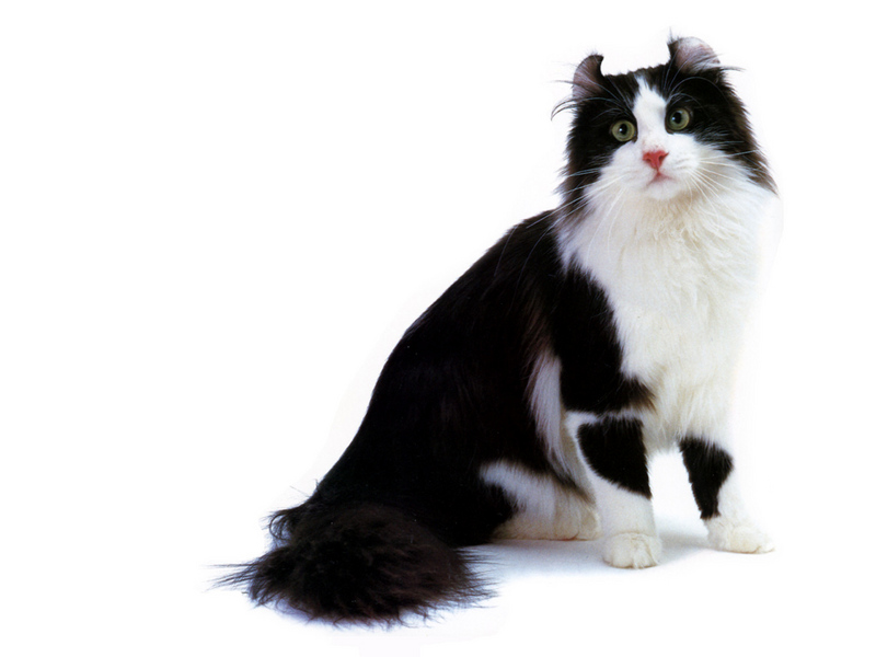 Black And White Long Hair American Curl Cat