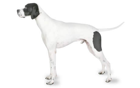 Black And White Male Pointer Dog