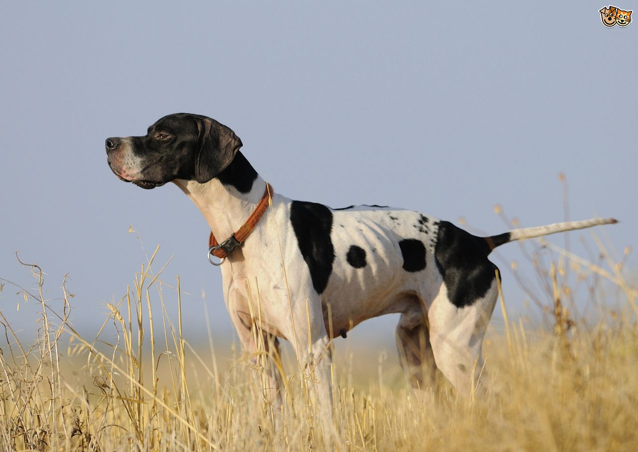 Black And White Pointer Dog Photo